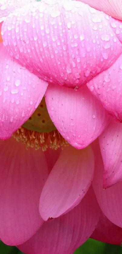 Close-up of a pink lotus blossom with green leaves and dewdrops.