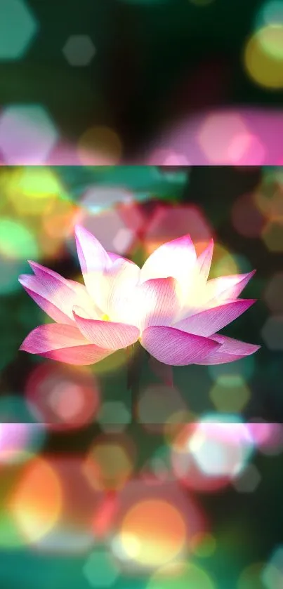 Pink lotus with bokeh lights background.