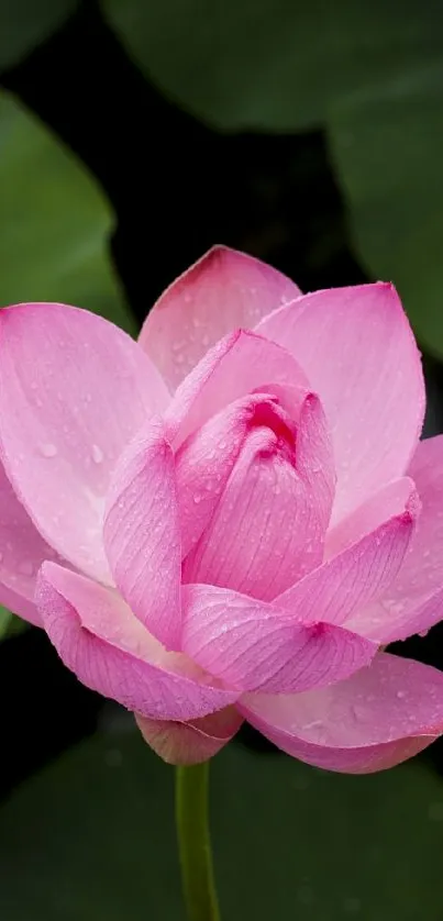 Vibrant pink lotus flower with lush green leaves in the background.