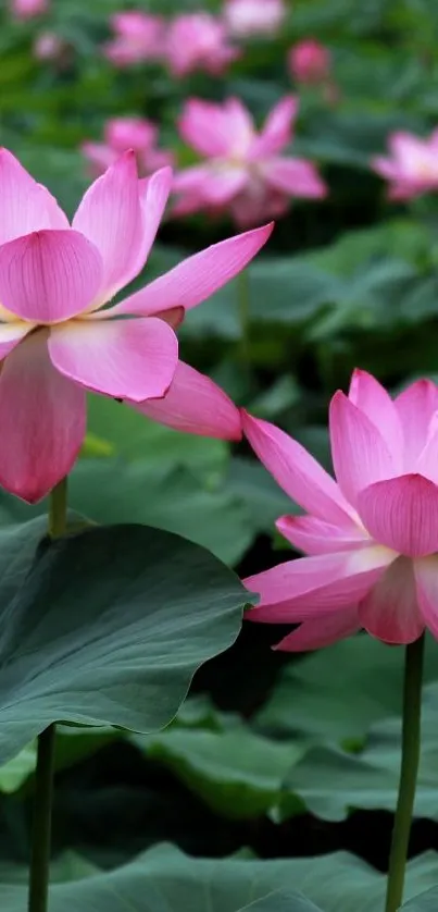 Pink lotus flowers with green leaves in a serene natural setting.