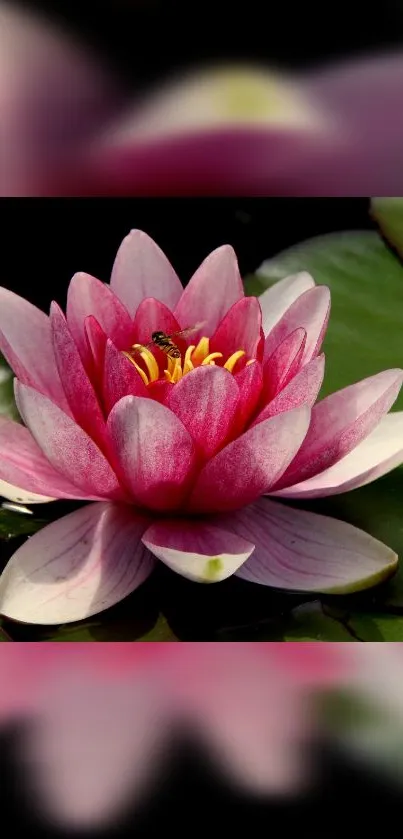 Beautiful pink lotus flower on a green leaf.