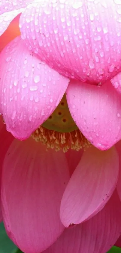 Close-up of pink lotus flower with dewdrops, enhancing nature's beauty.