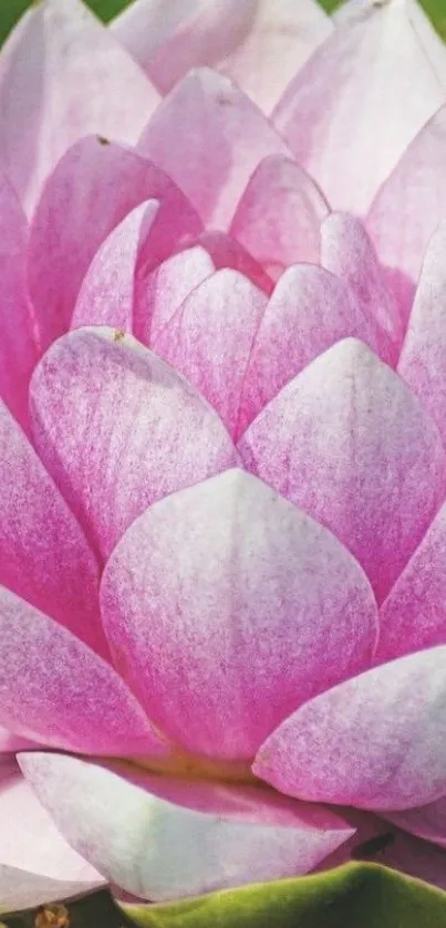 Close-up of a beautiful pink lotus flower on a green background.