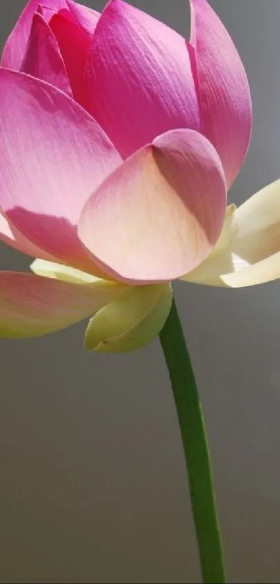 Vibrant pink lotus flower with green stem on a soft background.