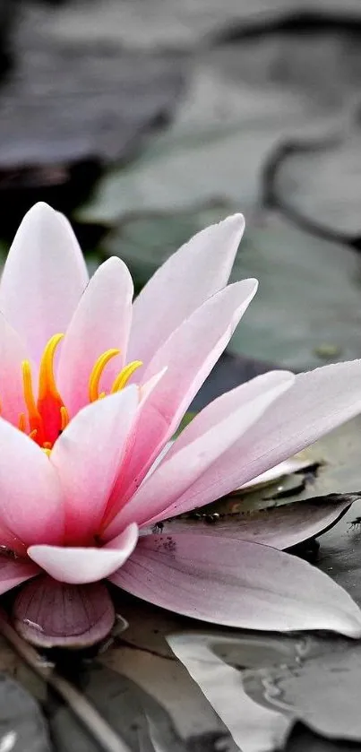 Pink lotus flower floating on calm water surface.