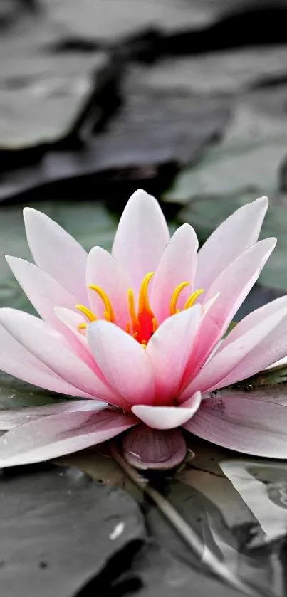 Elegant pink lotus blossom on grey water background for mobile wallpaper.