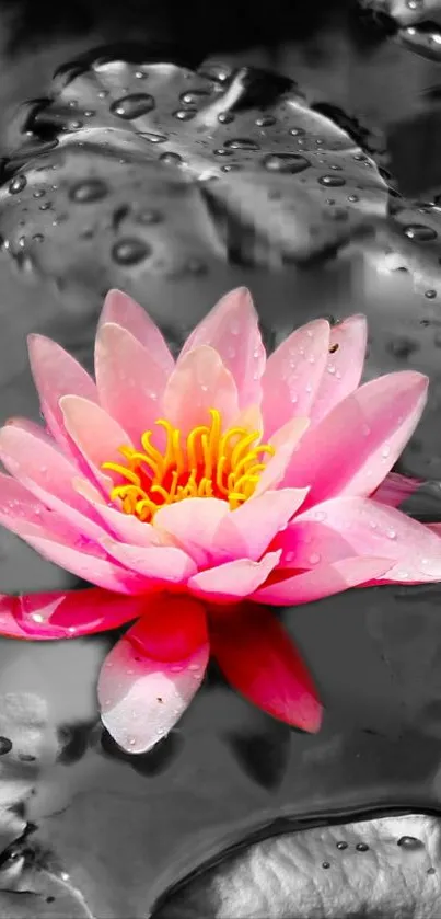 Pink lotus flower on monochrome water surface in a mobile wallpaper design.