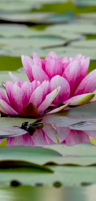 Beautiful pink lotus flowers reflecting on water surface with green leaves.