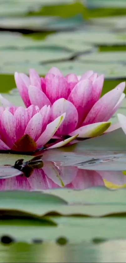 Pink lotus flowers floating on serene water with green leaves.