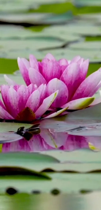 Pink lotus flowers on water with lily pads.