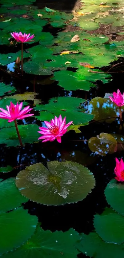 Pink lotus flowers on green lily pads in a tranquil pond.