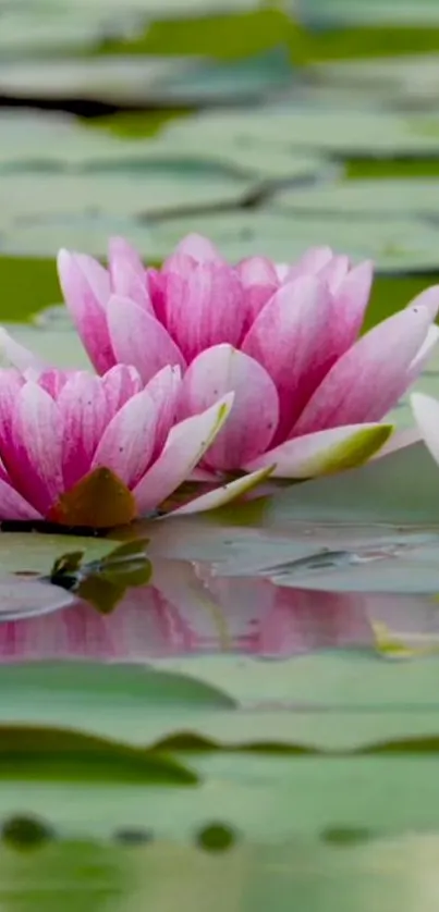 Pink lotus flowers floating on a tranquil pond surface.