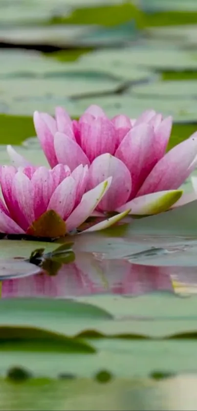 Pink lotus flowers float serenely on green water surface.