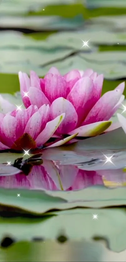 Pink lotus blossoms with sparkles on water, creating a serene wallpaper.