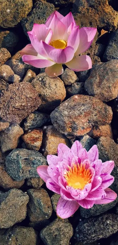 Pink lotus flowers on stone background