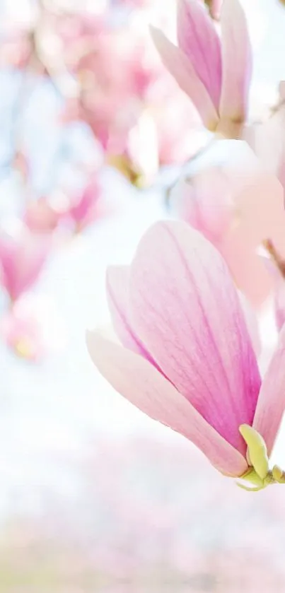 Serene pink magnolia blossom mobile wallpaper.