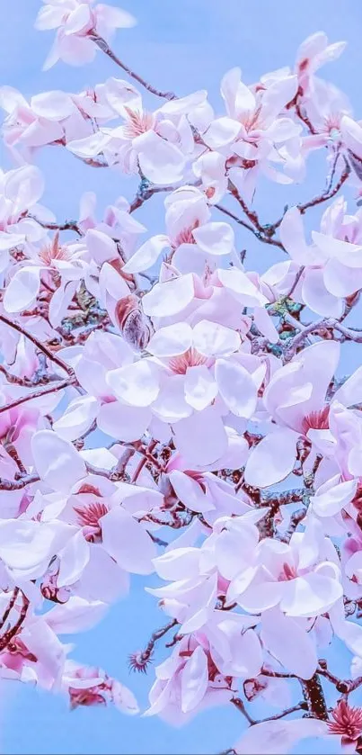 A stunning wallpaper of pink magnolia blossoms against a blue sky.