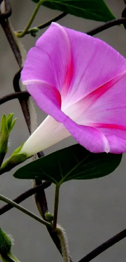 Pink morning glory flower against a metal fence.