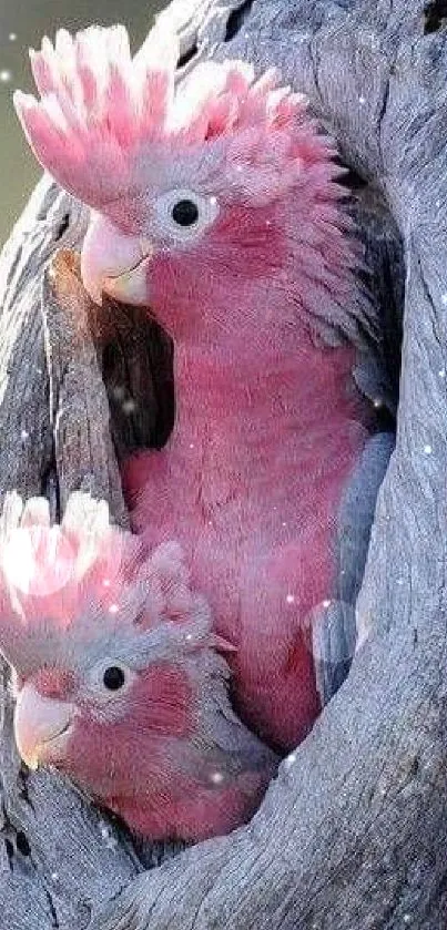 Two pink parrots in a hollow tree.