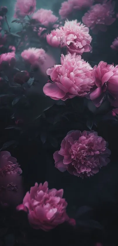 Blooming pink peonies in a serene, mystical dark setting.