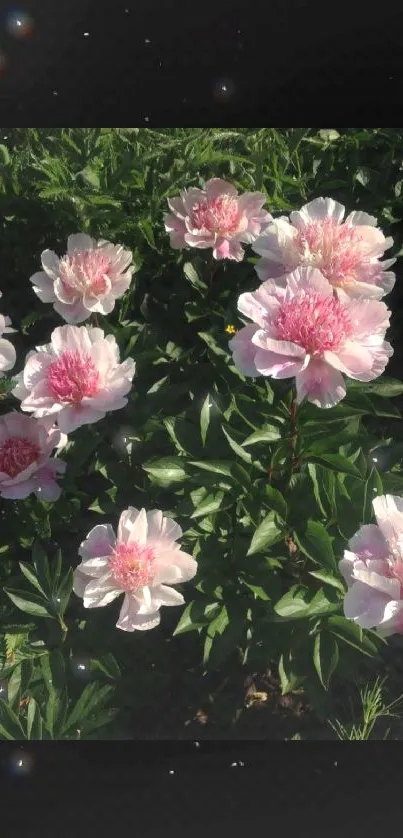 Wallpaper featuring pink peonies in full bloom against a lush green background.