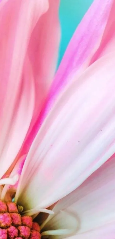 Close-up of a pink flower with blue background.