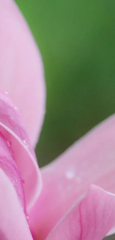 Close-up of a pink petal with green background.