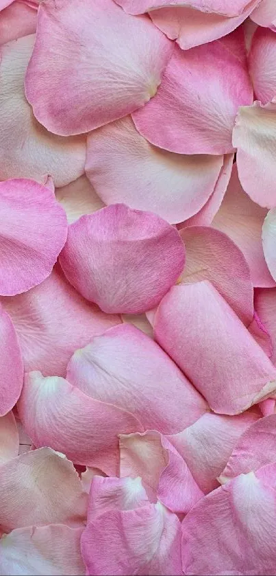 Pink rose petals create a romantic mobile wallpaper.