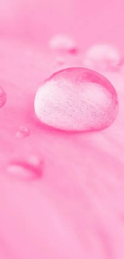 Pink petal with water droplets mobile wallpaper.