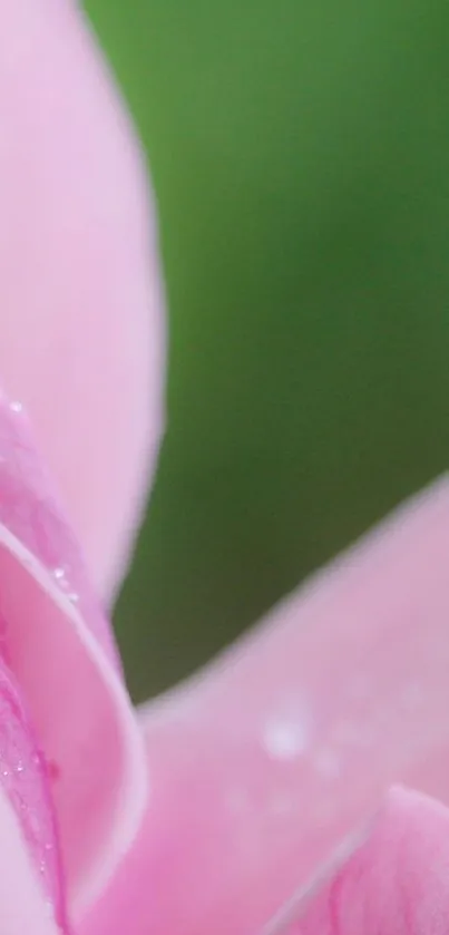 Close-up of pink petals with a soft gradient for mobile wallpaper.