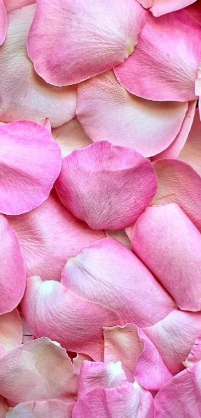 Mobile wallpaper featuring soft pink petals.