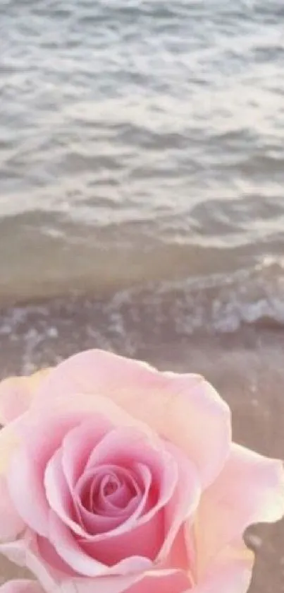 Pink rose on a serene beach with gentle ocean waves.