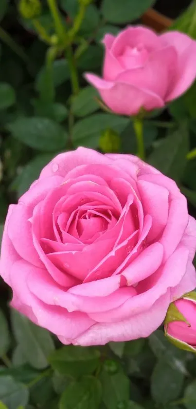 Close-up of a pink rose with lush green leaves.