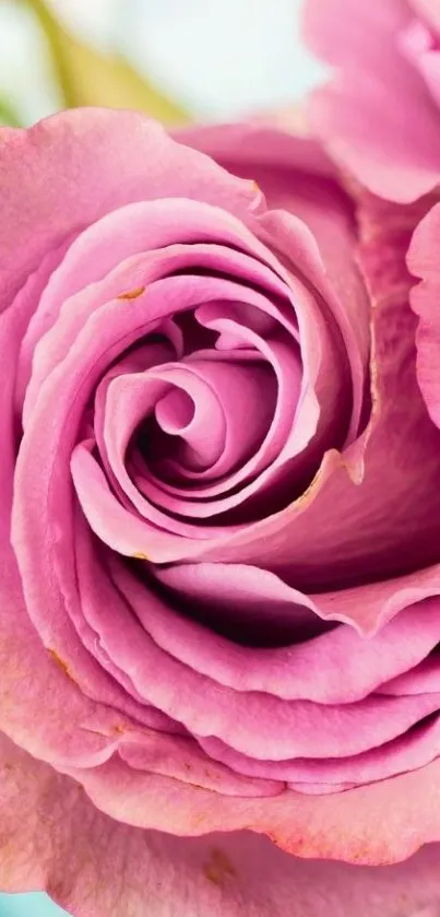 Close-up of a vibrant pink rose bloom for mobile wallpaper.