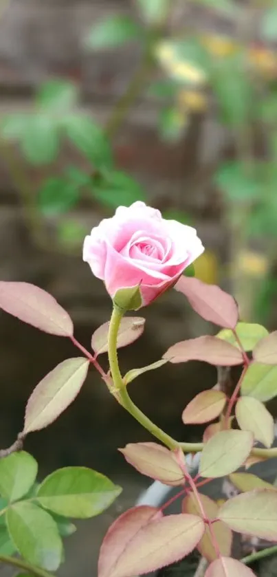 A delicate pink rose blooms among subtle greenery.