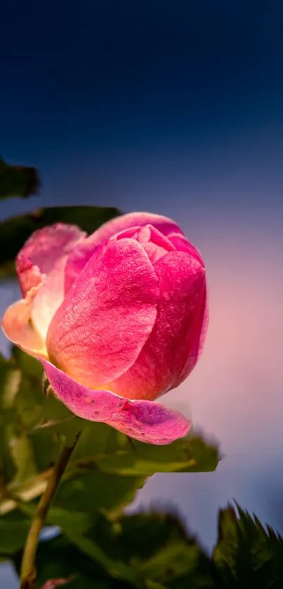 A vibrant pink rose blossom surrounded by foliage against a gradient background.