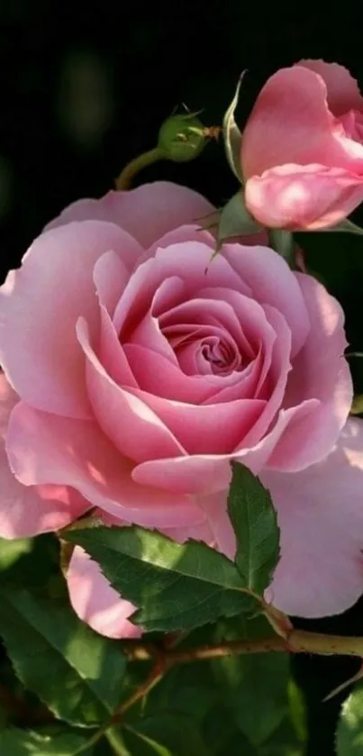 Close-up of a blooming pink rose with green leaves.