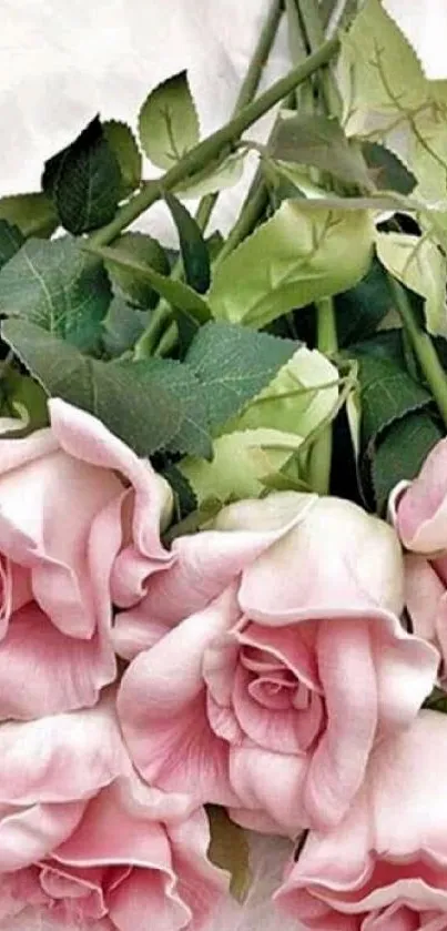 A bouquet of pink roses on a white soft background.