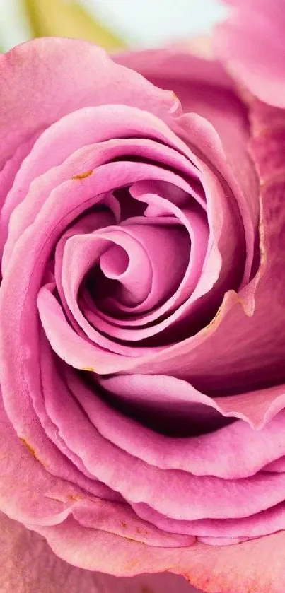 Close-up of a vibrant pink rose showcasing intricate petal details.