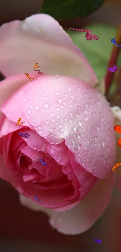 Close-up of a dewy pink rose blossom.