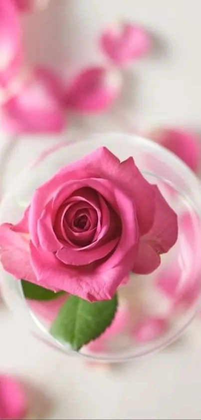 A vibrant pink rose in a glass vase with scattered petals on a soft background.