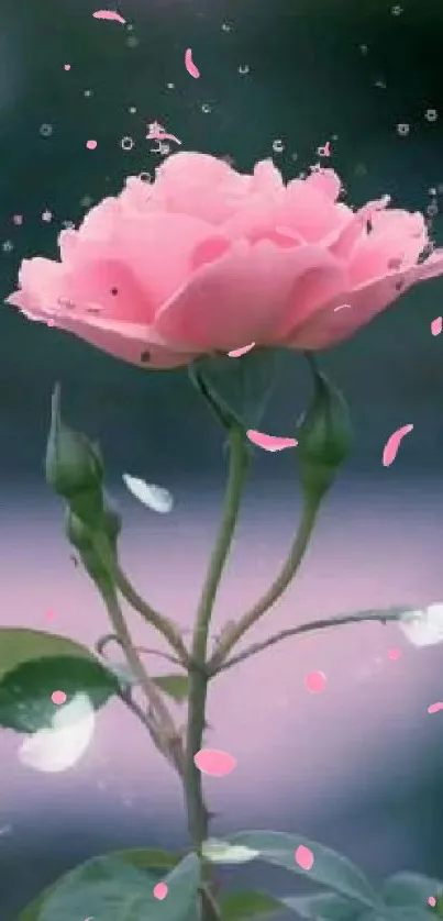 Enchanting pink rose with sparkling background on wallpaper.