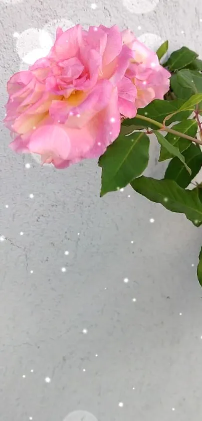 Closeup of a pink rose flower with green leaves and light sparkles.