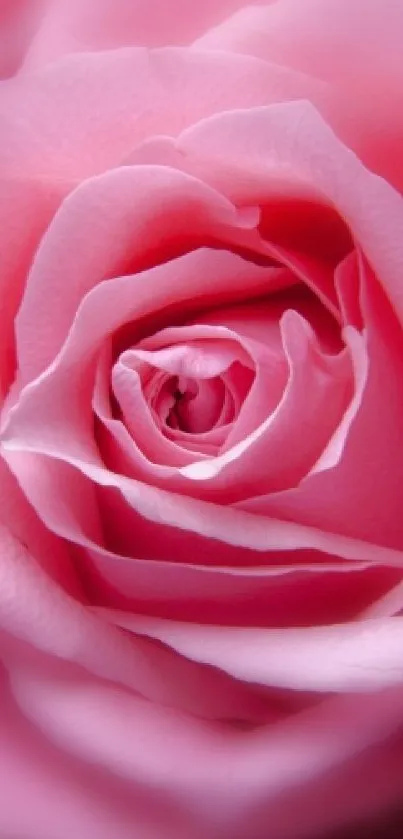 Close-up of a dazzling pink rose with soft petals.