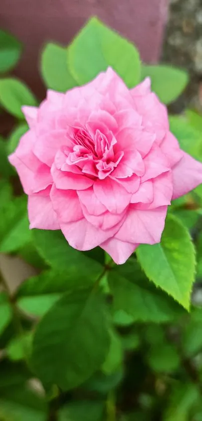 Close-up of a vibrant pink rose with green leaves.