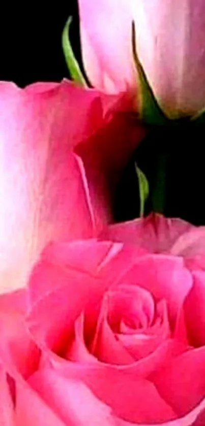 Beautiful pink roses with lush green stems against a dark background.