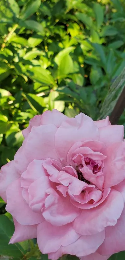 Pink rose in lush green garden background.