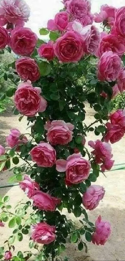 Vibrant pink roses in a lush garden setting.