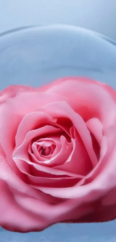 Elegant pink rose encased in a transparent glass globe on a mobile screen.