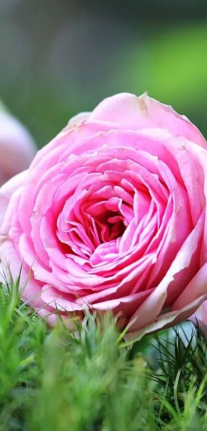 Pink rose surrounded by green leaves.